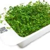 LeafLearn Capsule - Microgreens Trifoglio MLL0008 -Filtraggio negozio 017de79457edc1bcf1046d4e