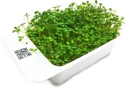 LeafLearn Capsule - Microgreens Trifoglio MLL0008