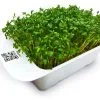 LeafLearn Capsule - Microgreens Crescione MLL0001 -Filtraggio negozio 7b093c0b7b83f3f6c829873e 1
