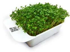 LeafLearn Capsule - Microgreens Crescione MLL0001