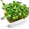 LeafLearn Capsule - Microgreens Ravanello Daikon MLL0006 2 LeafLearn Capsule - Microgreens Ravanello Daikon MLL0006 -Filtraggio negozio 841a35fd52b426817cbe397d