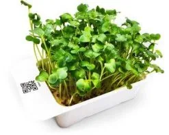 LeafLearn Capsule - Microgreens Ravanello Daikon MLL0006
