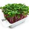 LeafLearn Capsule - Microgreens Ravanello China Rose MLL0003 -Filtraggio negozio 9407b5376db6b1e7db675d09