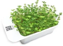 LeafLearn Capsule - Microgreens Broccoli MLL0007