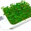 LeafLearn Capsule - Microgreens Rucola MLL0002 -Filtraggio negozio b202b35839c9b3cfe99035c0