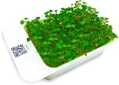 LeafLearn Capsule - Microgreens Rucola MLL0002