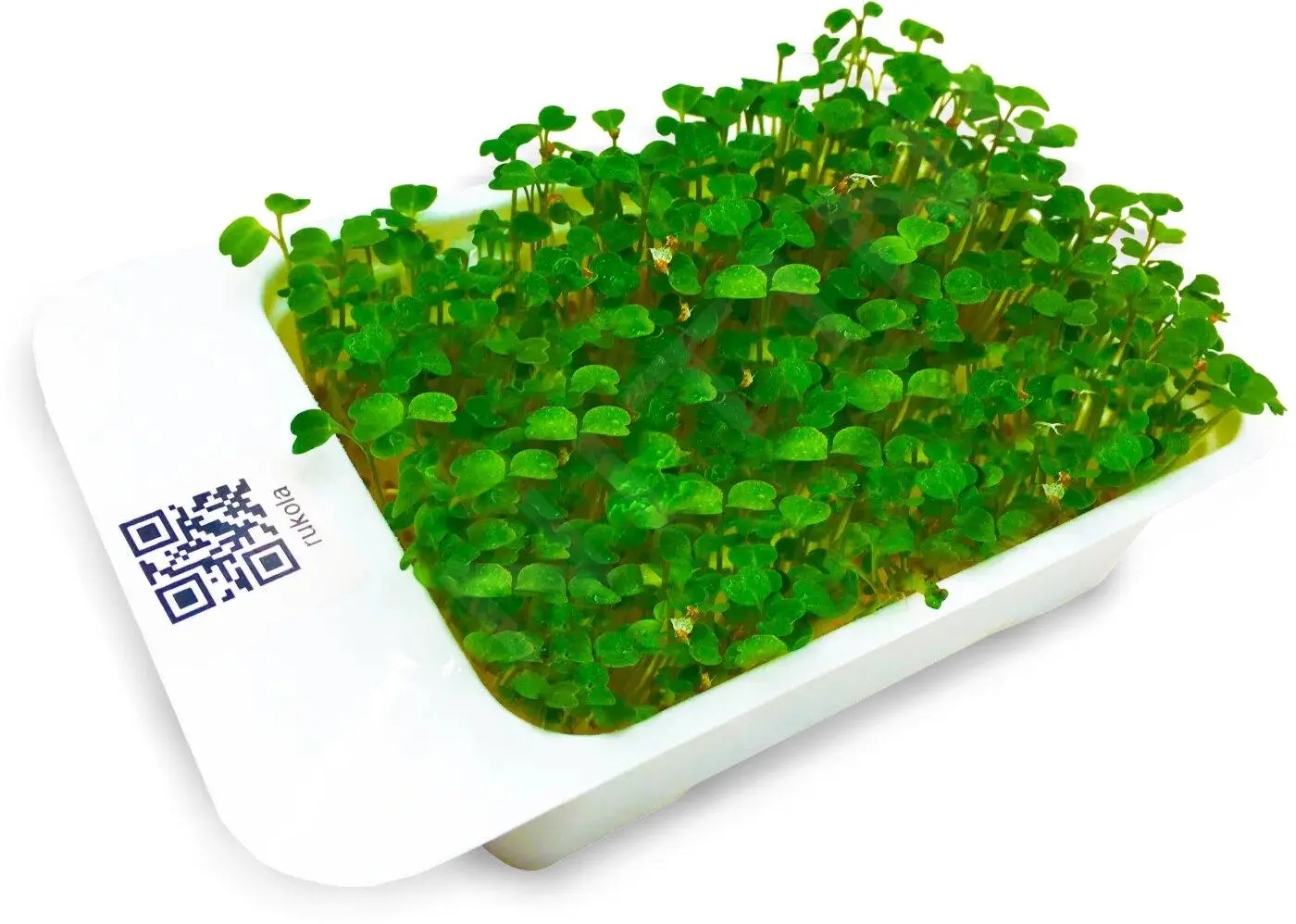 LeafLearn Capsule - Microgreens Rucola MLL0002 3 LeafLearn Capsule - Microgreens Rucola MLL0002