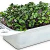 LeafLearn Capsule - Microgreens Cavolo Rosso MLL0009 -Filtraggio negozio be7d8313fec95fb33b46187d