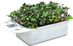 LeafLearn Capsule - Microgreens Cavolo Rosso MLL0009