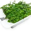 LeafLearn Capsule - Microgreens Senape MLL0004 -Filtraggio negozio c44affa73dbcb77c29d3b63c