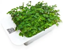 LeafLearn Capsule - Microgreens Senape MLL0004