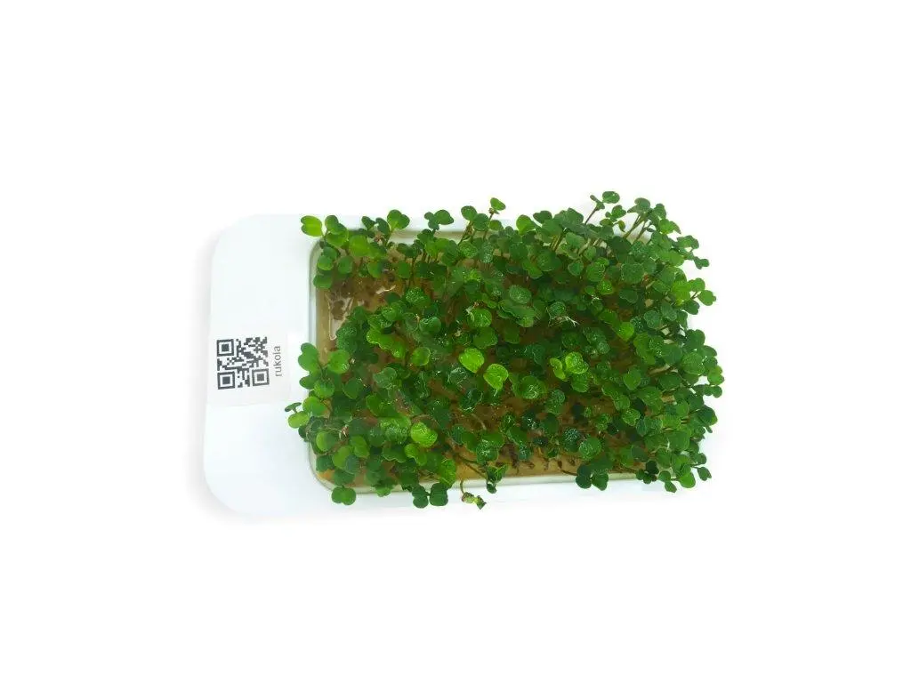 LeafLearn Capsule - Microgreens Rucola MLL0002 4 LeafLearn Capsule - Microgreens Rucola MLL0002 - immagine 2
