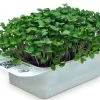 LeafLearn Capsule - Microgreens Cavolo Rapa MLL0010 -Filtraggio negozio e1e5a01849c270375dfaff70