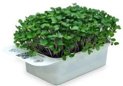 LeafLearn Capsule - Microgreens Cavolo Rapa MLL0010