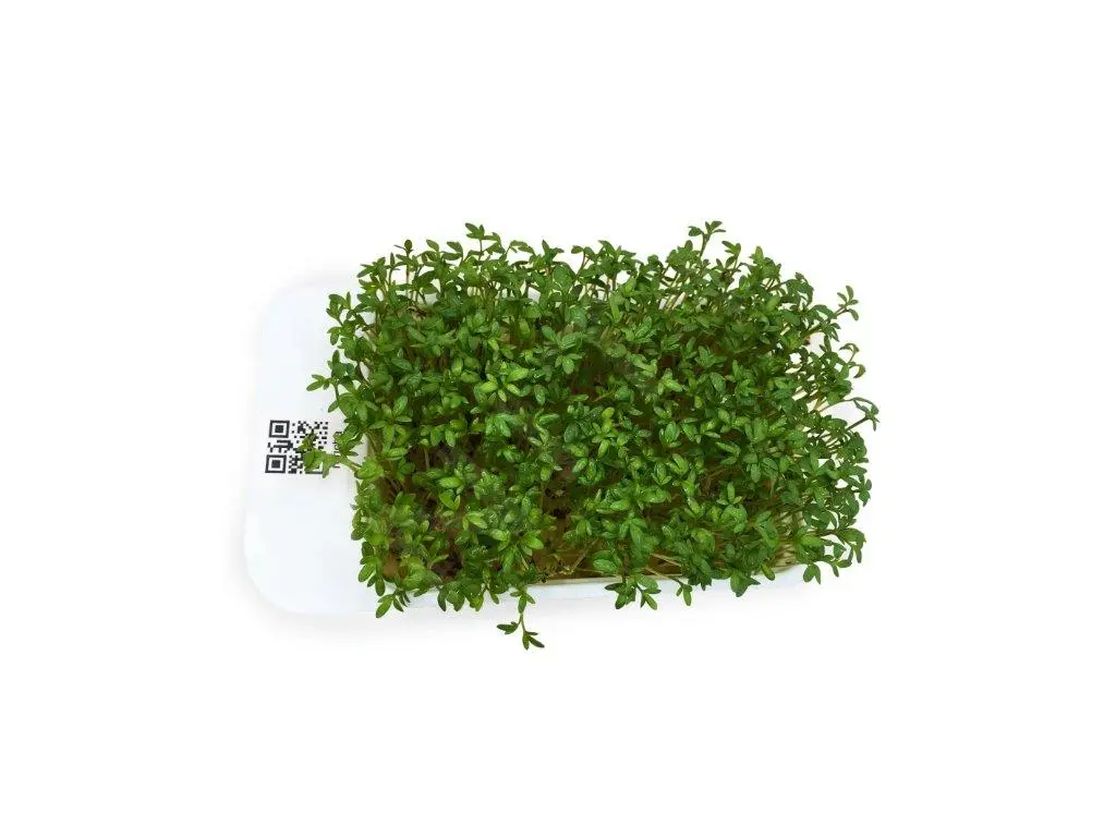 LeafLearn Capsule - Microgreens Crescione MLL0001 4 LeafLearn Capsule - Microgreens Crescione MLL0001 - immagine 2