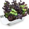 LeafLearn Capsule - Microgreens Ravanello Rosso MLL0005 -Filtraggio negozio f6638c019b0588af6d64256d