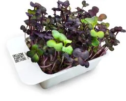 LeafLearn Capsule - Microgreens Ravanello Rosso MLL0005