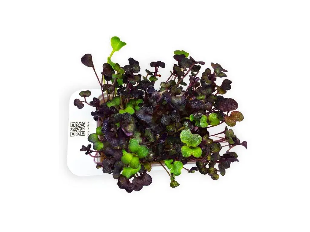 LeafLearn Capsule - Microgreens Ravanello Rosso MLL0005 4 LeafLearn Capsule - Microgreens Ravanello Rosso MLL0005 - immagine 2